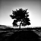 Avatar-Bild